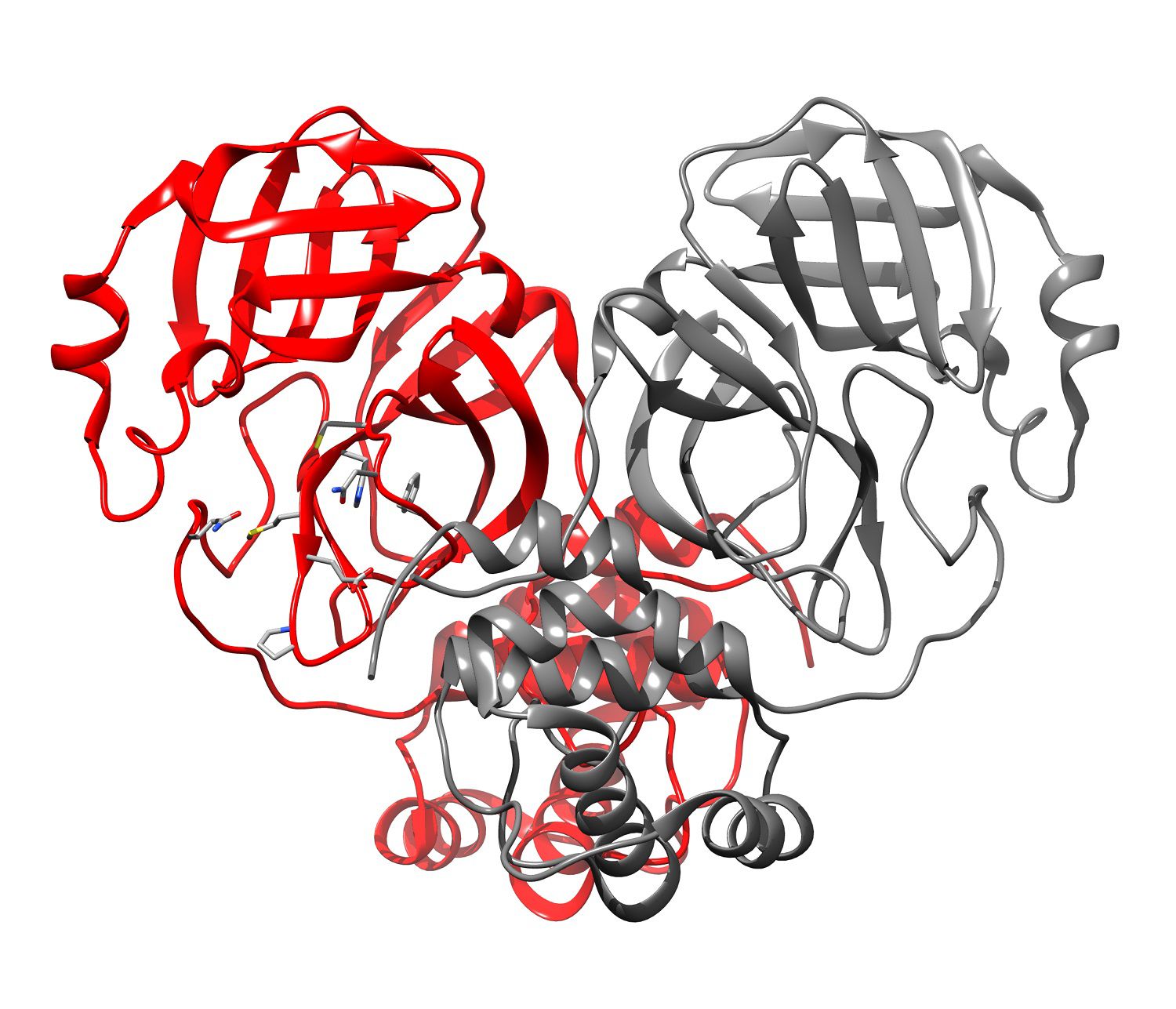 COVID-19 3D structure of the main protease for SARS-CoV-2, University of Louisville, illustration